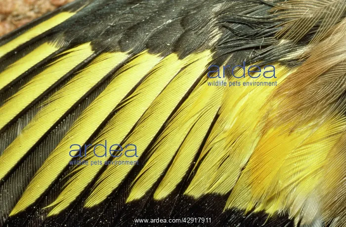 : Goldfinch - feathers on wing : Goldfinch - feathers on wing