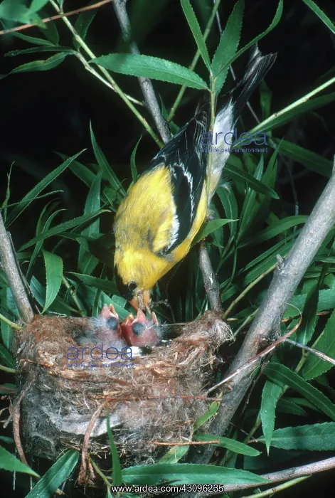 : Goldfinch Feeding Chicks : Goldfinch Feeding Chicks
