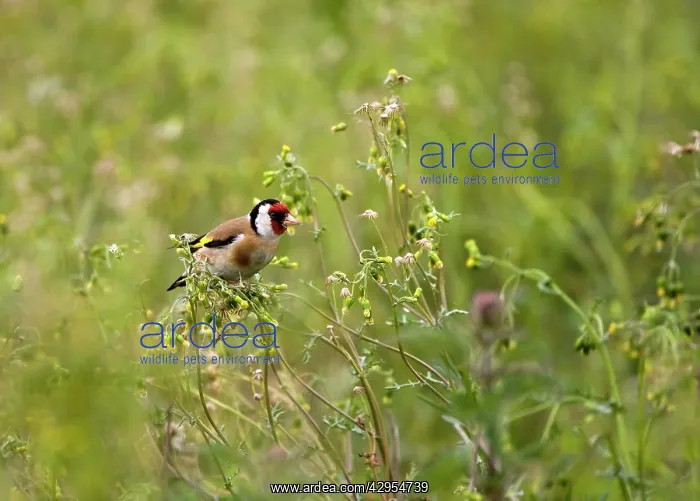 : Goldfinch - feeding on Groundsel in uncultivated field : Goldfinch - feeding on Groundsel in uncultivated field