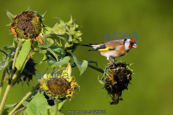 : Goldfinch, feeding on ripened sunflower seeds, (Helianthus : Goldfinch, feeding on ripened sunflower seeds, (Helianthus