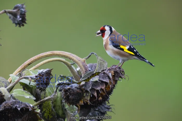 : Goldfinch - feeding on sunflower seeds, North Hessen : Goldfinch - feeding on sunflower seeds, North Hessen
