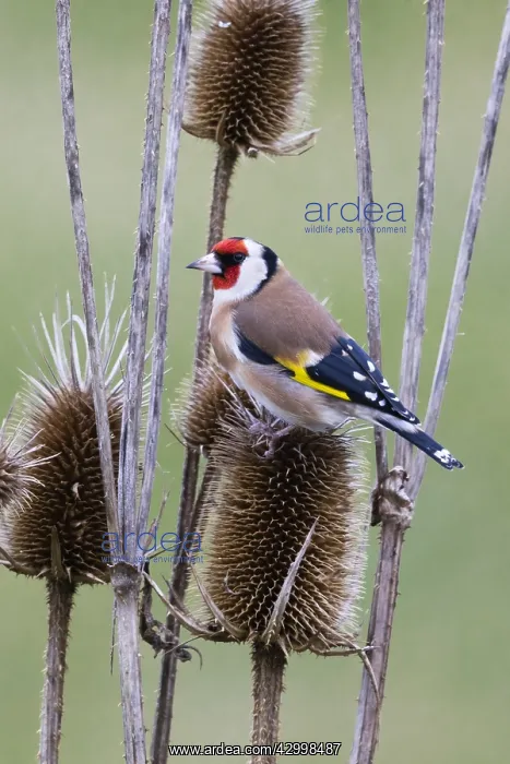 : Goldfinch - feeding on teasel seeds, North Hessen, Germany : Goldfinch - feeding on teasel seeds, North Hessen, Germany