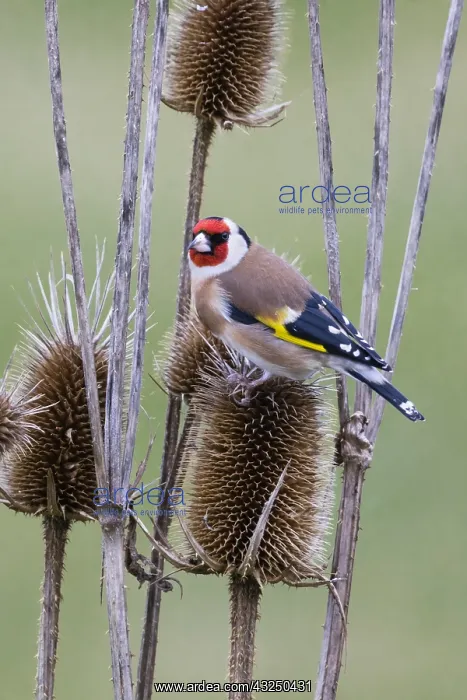 : Goldfinch - feeding on teasel seeds, North Hessen, Germany : Goldfinch - feeding on teasel seeds, North Hessen, Germany