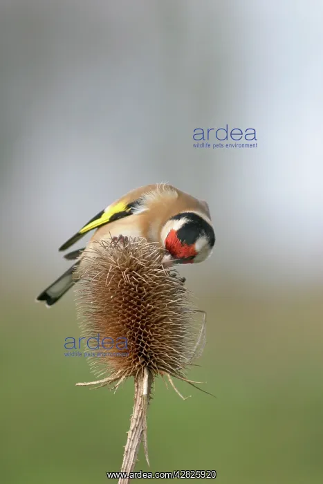 : Goldfinch - Feeding on teasel side view : Goldfinch - Feeding on teasel side view