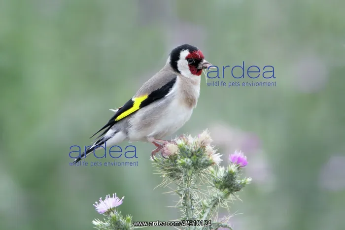 : Goldfinch - feeding on thistle seeds : Goldfinch - feeding on thistle seeds