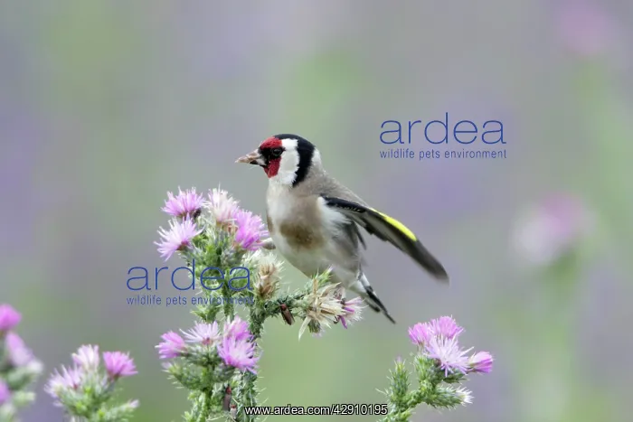 : Goldfinch - feeding on thistle seeds : Goldfinch - feeding on thistle seeds