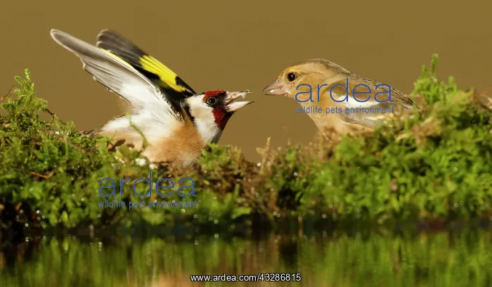 : Goldfinch - with female Chaffinch (Fringilla coelebs) : Goldfinch - with female Chaffinch (Fringilla coelebs)
