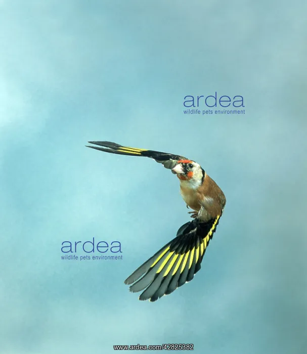 : Goldfinch - Female, in flight : Goldfinch - Female, in flight