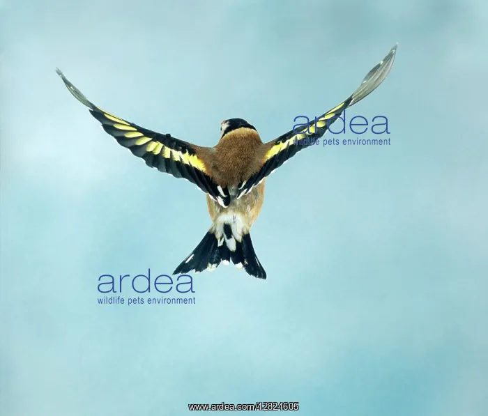 : Goldfinch - female, in flight wings spread : Goldfinch - female, in flight wings spread