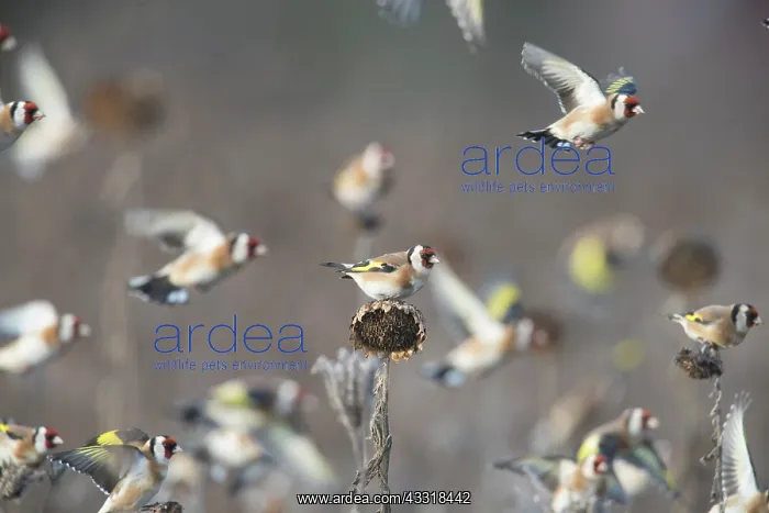 : Goldfinch - flock foraging in a sunflower field : Goldfinch - flock foraging in a sunflower field
