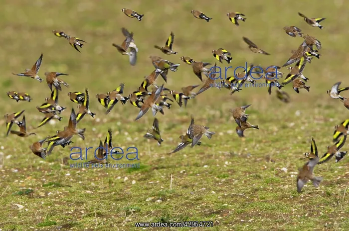 : Goldfinch - flying in small flock - showing yellow : Goldfinch - flying in small flock - showing yellow