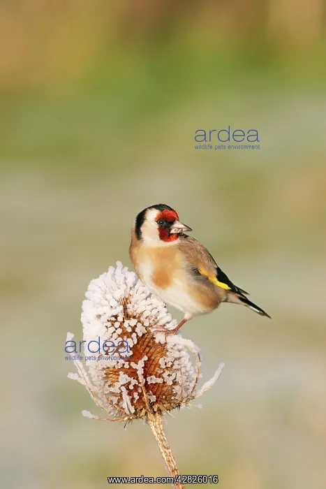 : Goldfinch - On frozen teasel side view : Goldfinch - On frozen teasel side view