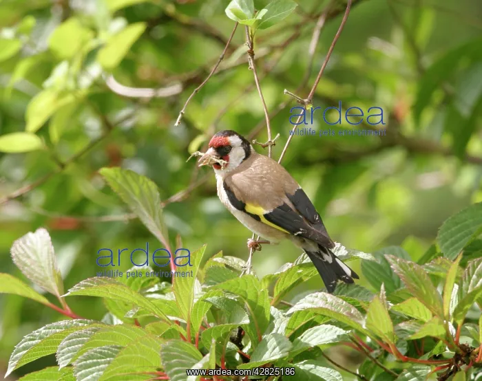 : Goldfinch - gathering nest material : Goldfinch - gathering nest material