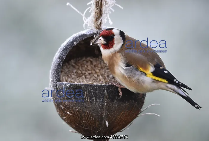 : Goldfinch, goldfinch, (Carduelis carduelis) eats sunflower : Goldfinch, goldfinch, (Carduelis carduelis) eats sunflower