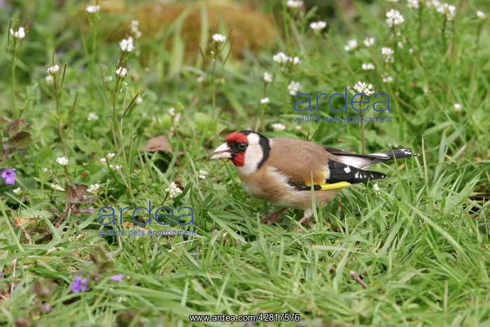 : Goldfinch - On ground in plants side view : Goldfinch - On ground in plants side view