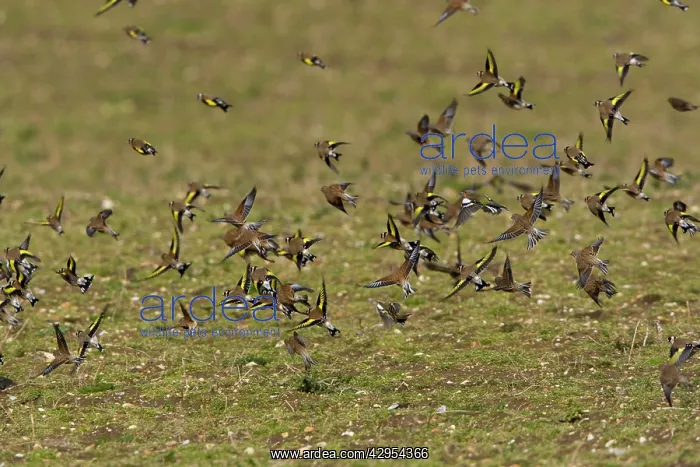 : Goldfinch and Linnet (Carduelis cannabina) - mixed : Goldfinch and Linnet (Carduelis cannabina) - mixed