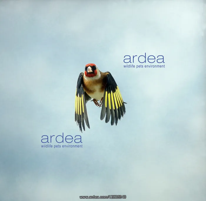 : Goldfinch - Male in flight head on : Goldfinch - Male in flight head on