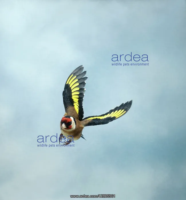 : Goldfinch - Male in flight turning head on wings up : Goldfinch - Male in flight turning head on wings up