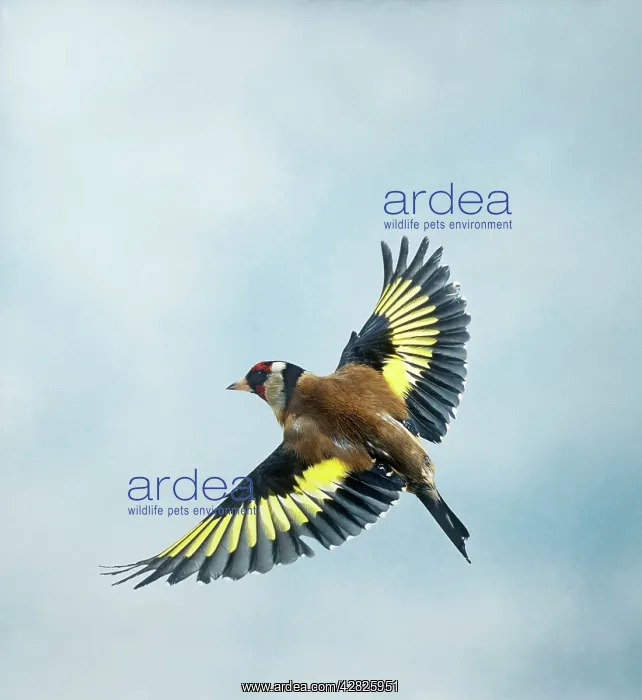 : Goldfinch - Male in flight top view wings spread : Goldfinch - Male in flight top view wings spread