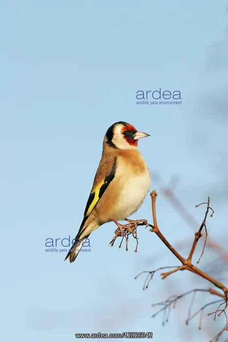 : Goldfinch - On maple twig side view blue sky : Goldfinch - On maple twig side view blue sky