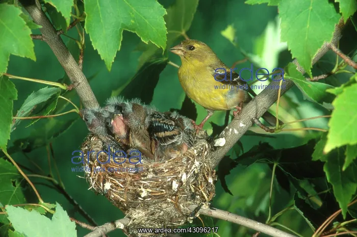 : Goldfinch on Nest : Goldfinch on Nest