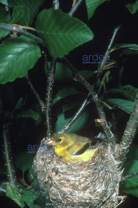 : Goldfinch on Nest : Goldfinch on Nest