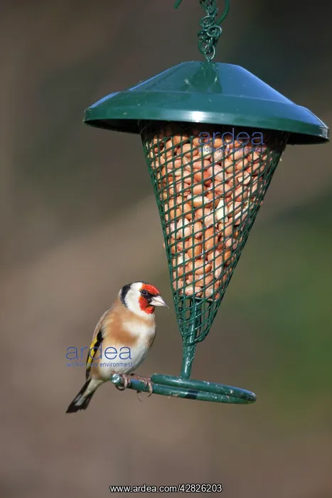 : Goldfinch - at peanut feeder : Goldfinch - at peanut feeder