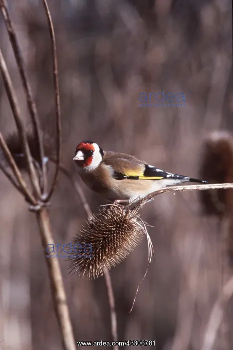 : GOLDFINCH - PERCHED ON BRANCH : GOLDFINCH - PERCHED ON BRANCH