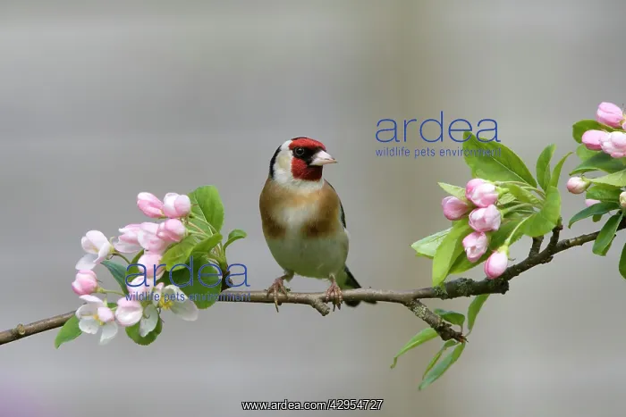 : Goldfinch - perched on branch with Spring blossom : Goldfinch - perched on branch with Spring blossom