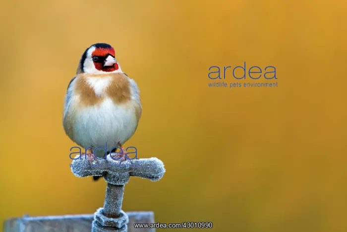 : Goldfinch - perched on frosty tap : Goldfinch - perched on frosty tap