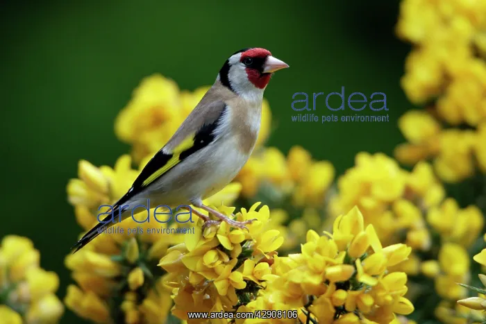 : Goldfinch - perched on gorse bush : Goldfinch - perched on gorse bush