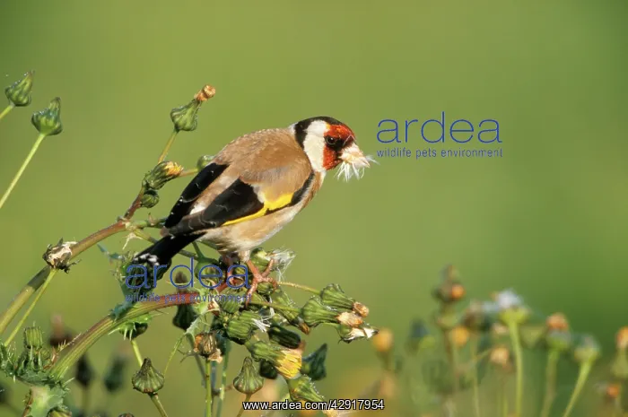: GOLDFINCH - perched with seeds in beak : GOLDFINCH - perched with seeds in beak