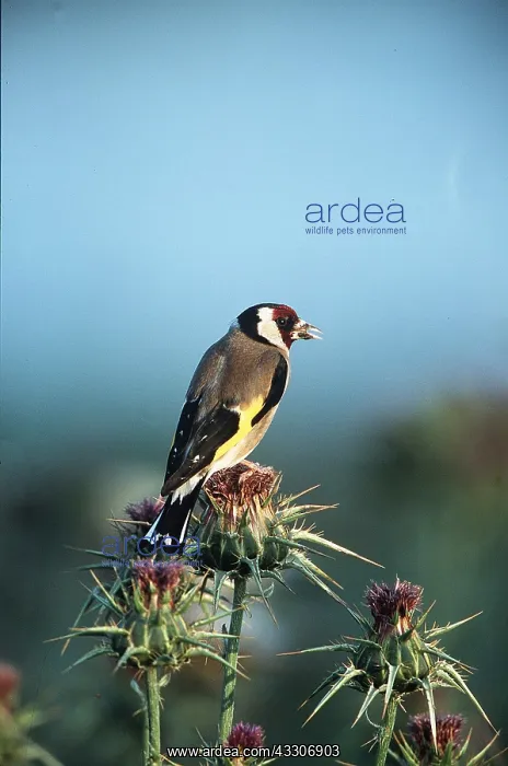 : GOLDFINCH - perched on a thistle : GOLDFINCH - perched on a thistle