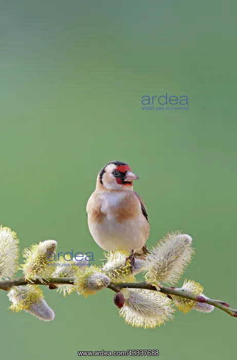 : Goldfinch - on pussy willow : Goldfinch - on pussy willow