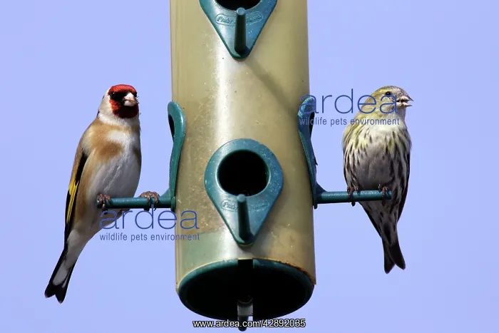 : Goldfinch and Serin (Serinus serinus) - at birdfeeder : Goldfinch and Serin (Serinus serinus) - at birdfeeder