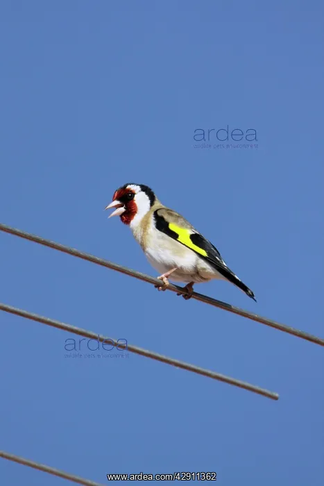 : Goldfinch - singing from television antennae : Goldfinch - singing from television antennae