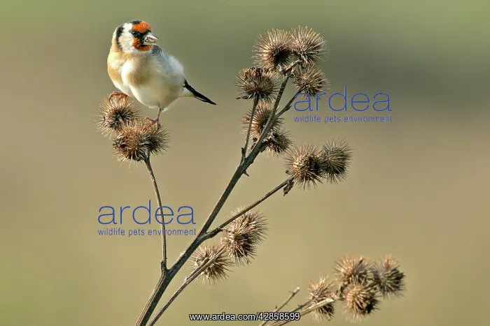 : Goldfinch - sitting on thistle feeding on thistle seed : Goldfinch - sitting on thistle feeding on thistle seed
