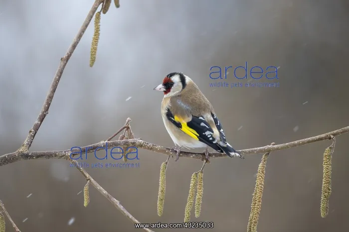 : Goldfinch - in Snow - Cornwall - UK : Goldfinch - in Snow - Cornwall - UK