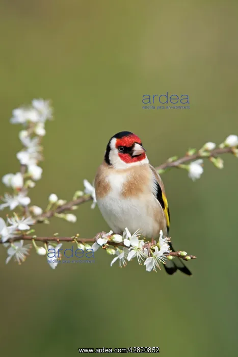 : Goldfinch - spring - blossom : Goldfinch - spring - blossom