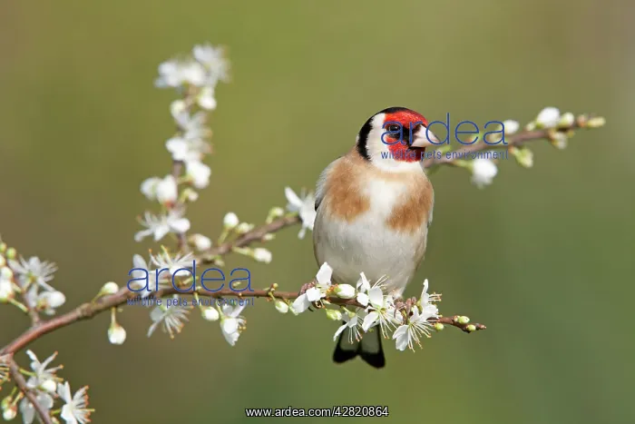 : Goldfinch - spring - blossom : Goldfinch - spring - blossom