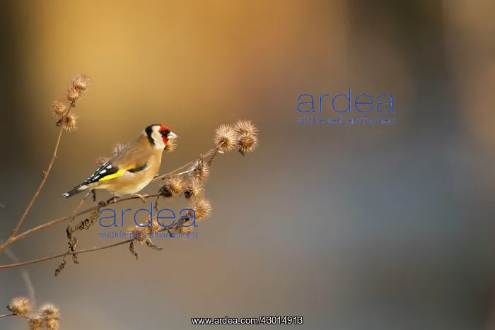 : Goldfinch standing on Teasel head in evening light : Goldfinch standing on Teasel head in evening light
