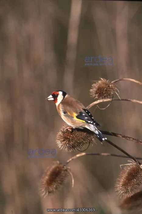: GOLDFINCH - on teasel, (Dipsaeus fullonum) : GOLDFINCH - on teasel, (Dipsaeus fullonum)