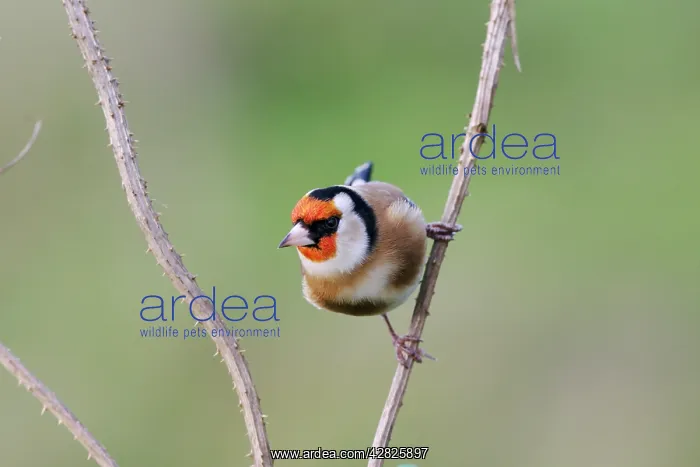 : Goldfinch - On teasel stem front view : Goldfinch - On teasel stem front view