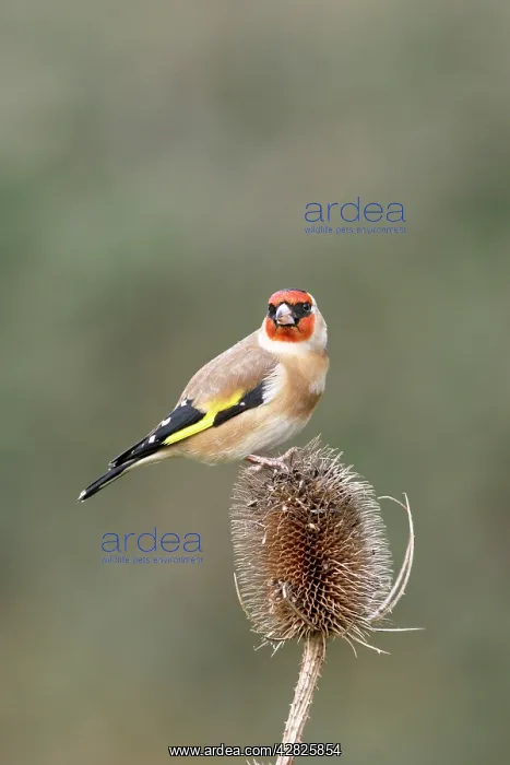 : Goldfinch - On teasel side view : Goldfinch - On teasel side view