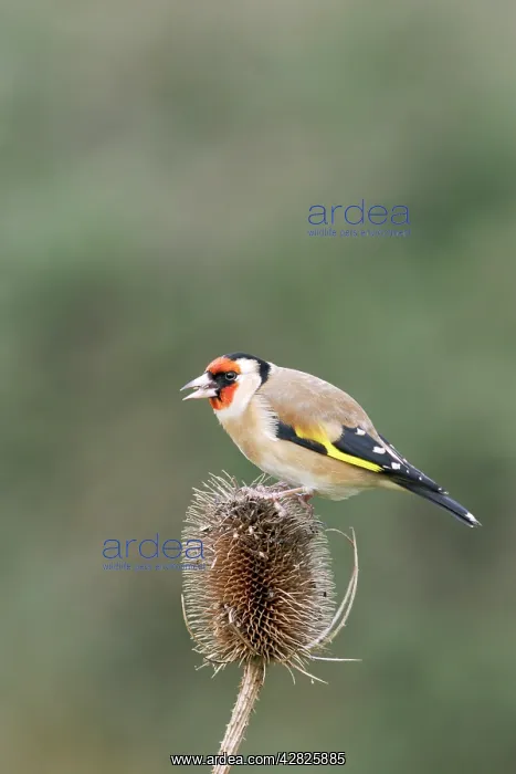 : Goldfinch - On teasel side view : Goldfinch - On teasel side view