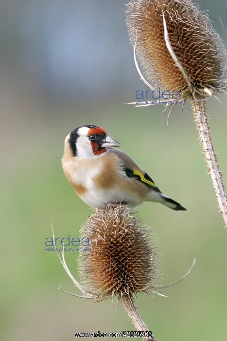 : Goldfinch - On teasel front view : Goldfinch - On teasel front view