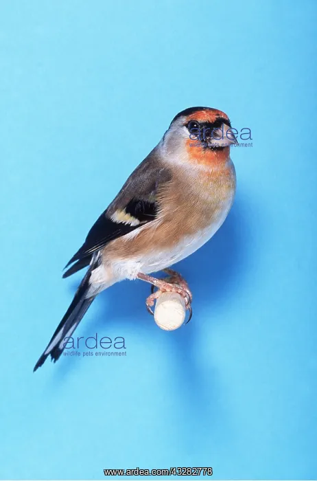 : GOLDFINCH X BULLFINCH - hybrid : GOLDFINCH X BULLFINCH - hybrid