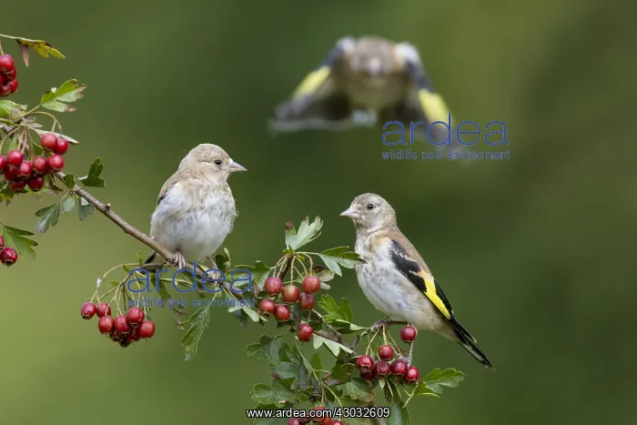 : Goldfinch - Young on Hawthorn - One in Flight - : Goldfinch - Young on Hawthorn - One in Flight -