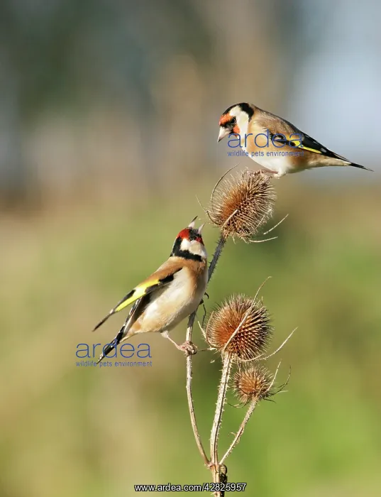 : Goldfinches - 2 birds fighting over teasels : Goldfinches - 2 birds fighting over teasels