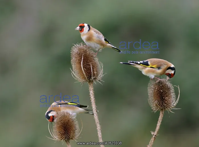 : Goldfinches - 3 birds feeding on teasels : Goldfinches - 3 birds feeding on teasels